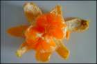 photo13_small.jpg